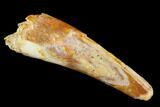 Pterosaur (Siroccopteryx) Tooth - Morocco #123629-1